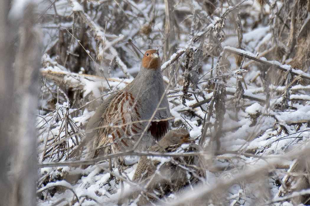 Gray Partridge